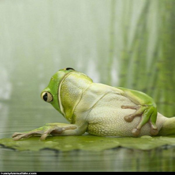 лягушка прикольная