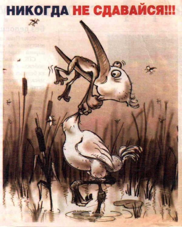 плакат никогда не сдавайся с цаплей и лягушкой