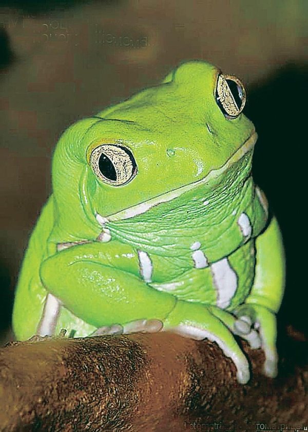 чакская филломедуза