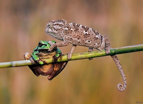 ящерица хамелеон