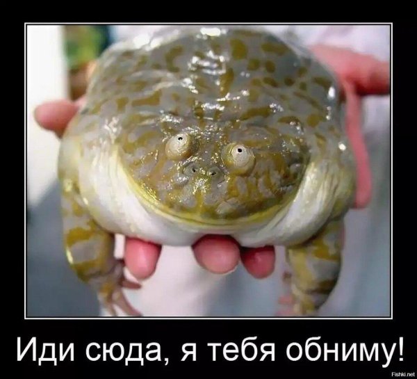 жаба водонос