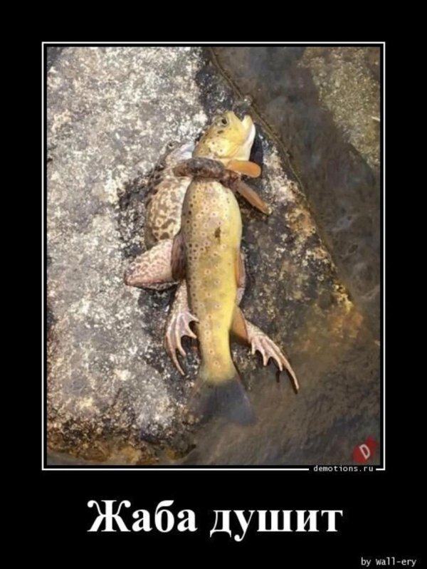 рыба форель