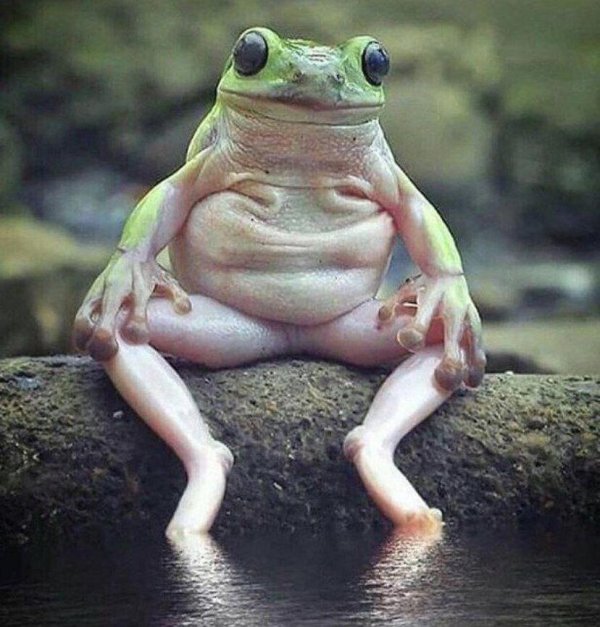 лягушка сидит