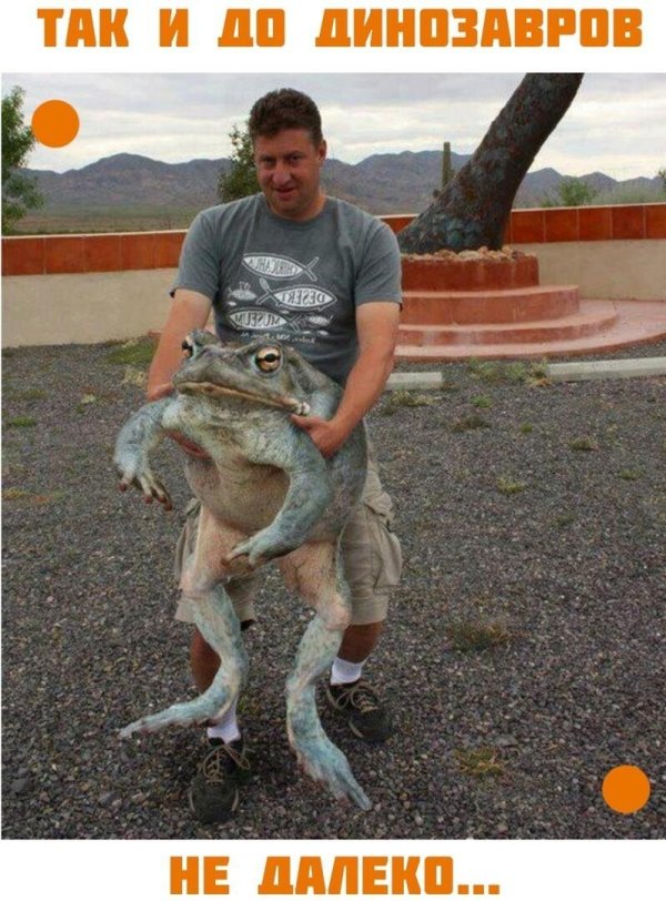 огромная жаба