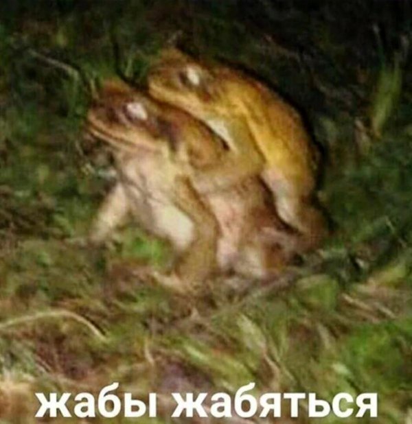 жабы жабятся