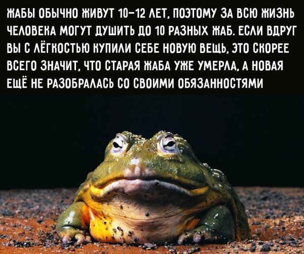 старая жаба