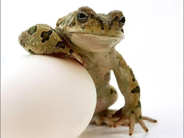 две лягушки