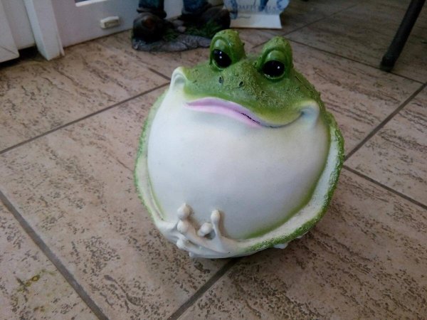 лягушка толстая