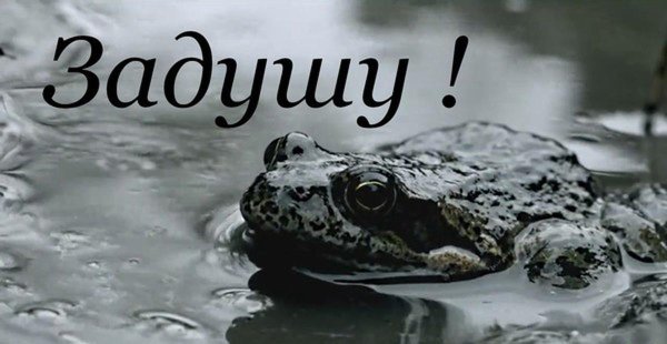 земноводные лягушки