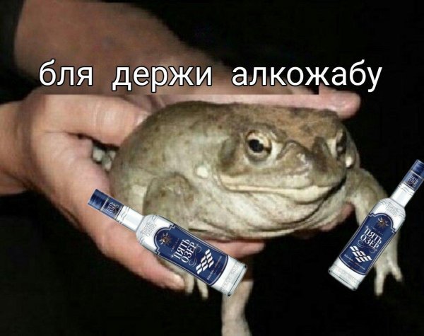 держи лягушку