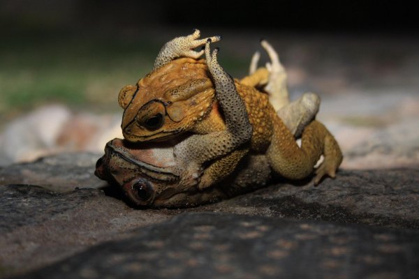 лягушки обнимаются