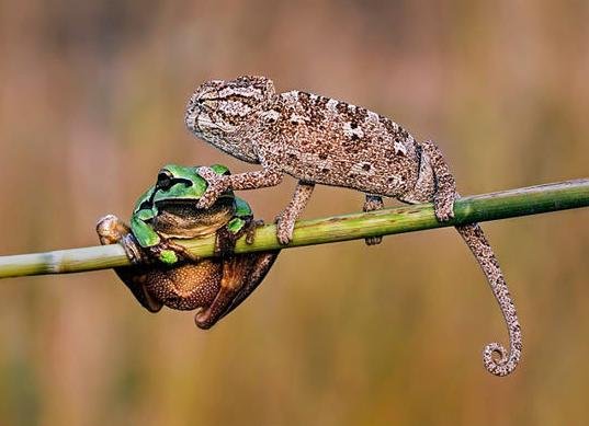 ящерица хамелеон