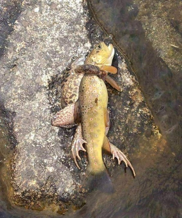 озерная форель кумжа