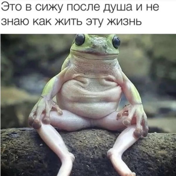 прикольная лягушка