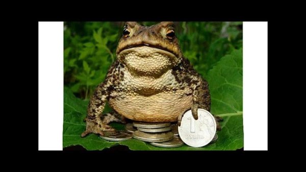 обыкновенная жаба