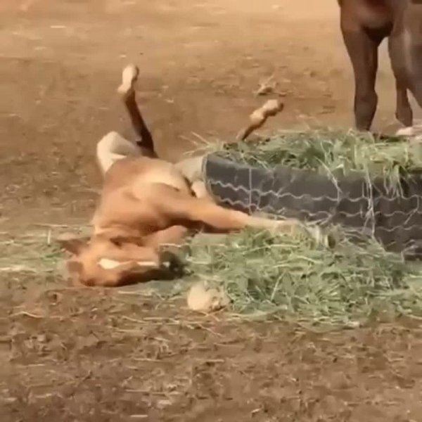 Уставшая лошадь