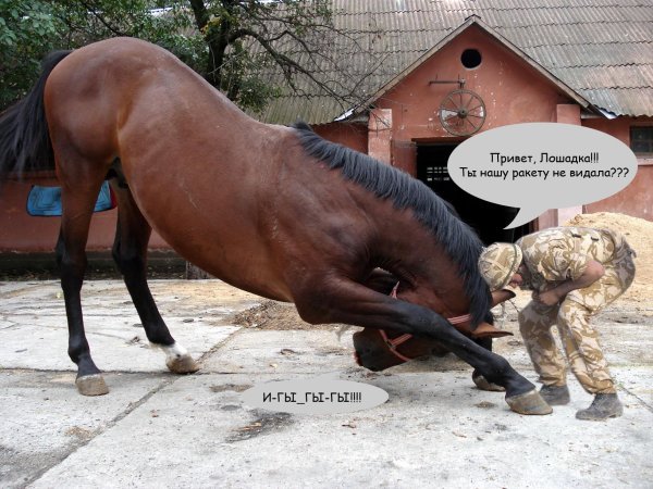 поклон лошади