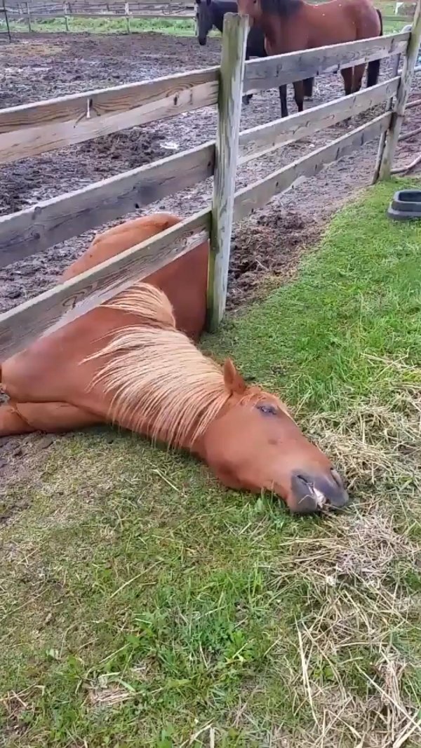 лошади смешные