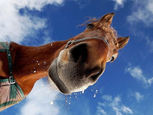 улыбка лошади