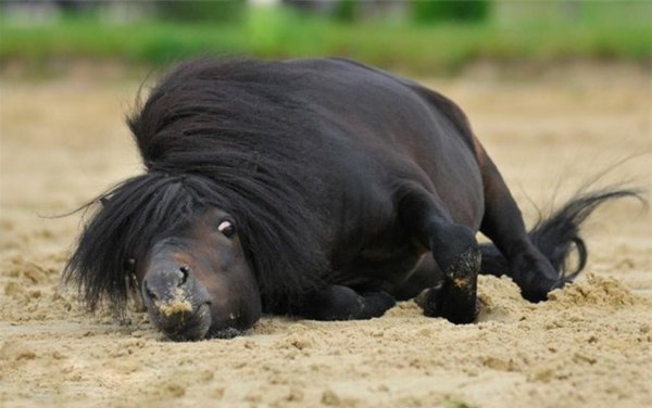 пони шетлендский