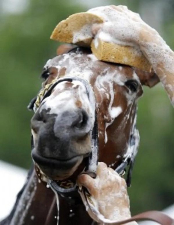 мыт лошадей