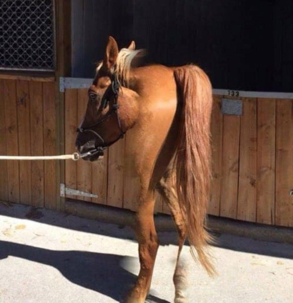 смешной конь