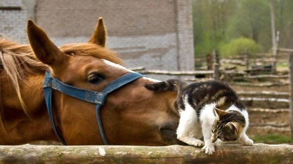 лошади смешные