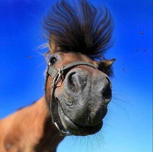 смешной конь