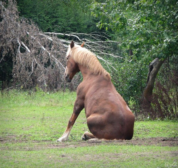 андалузская лошадь