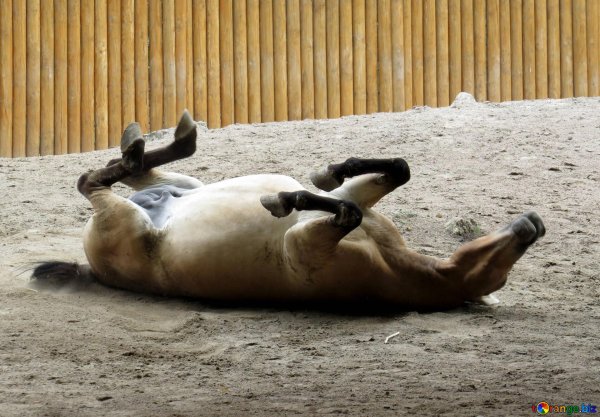 лошадь валяется