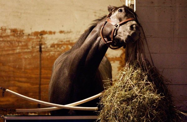 лошадь ест сено