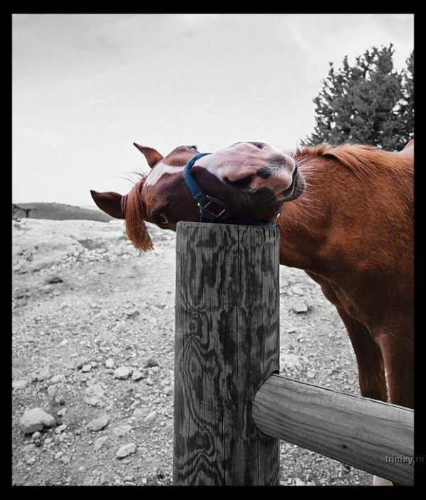 шутки про лошадей