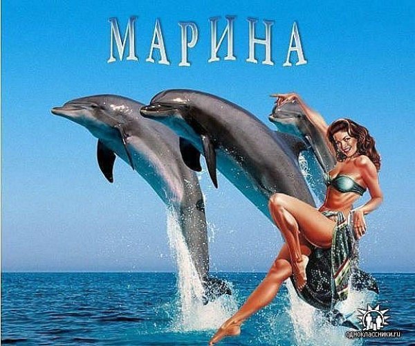 море дельфины