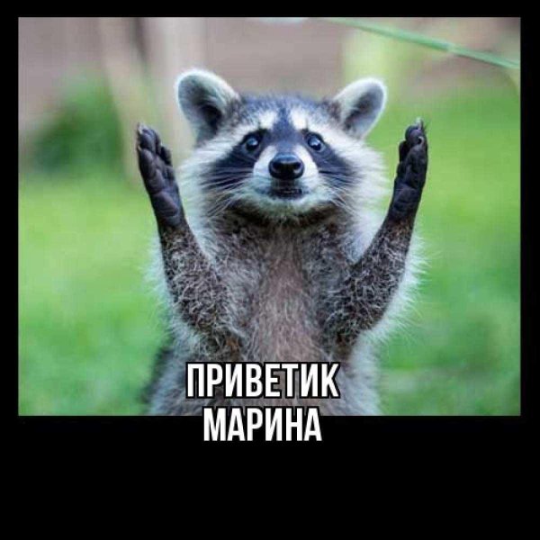 смешной енот