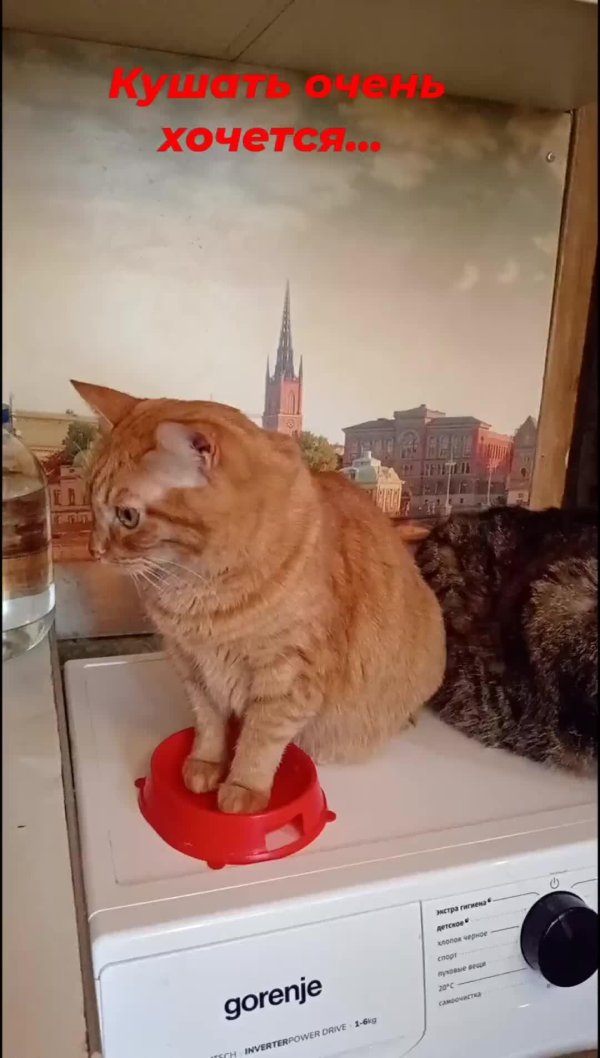 приколы котики