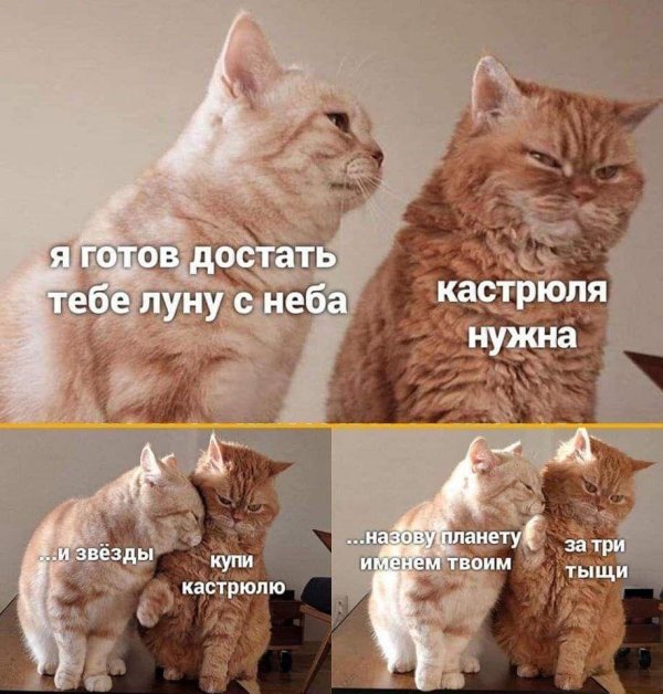 мем кошка