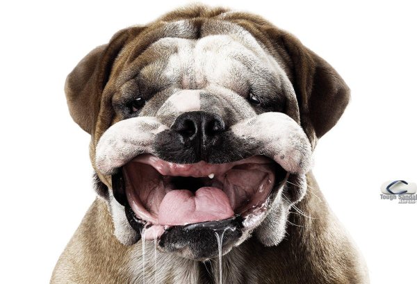 английский бульдог