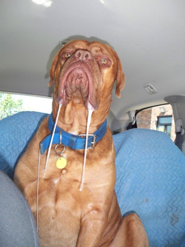 французский мастиф