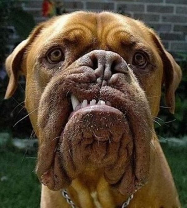 смешная морда собаки
