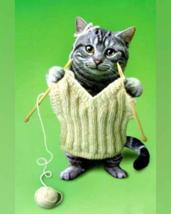 дурушка вяжет