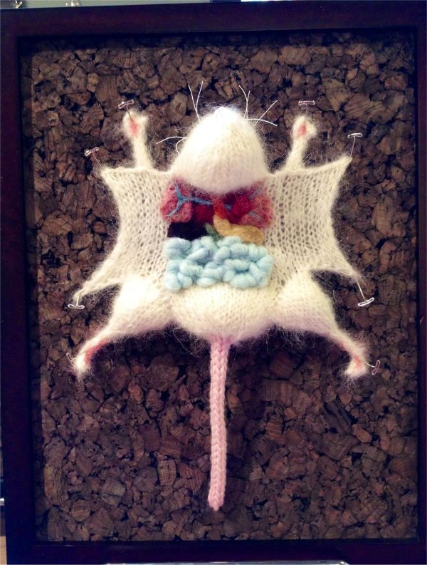 препарировать мышь