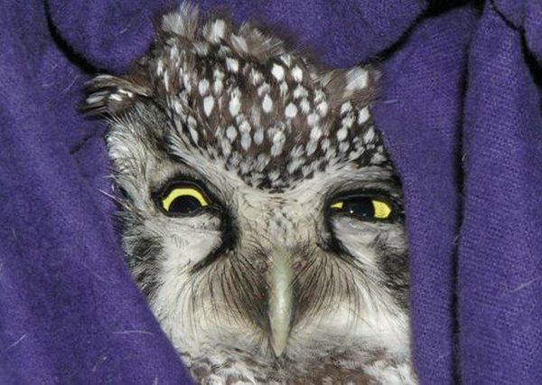 мохноногие сычи