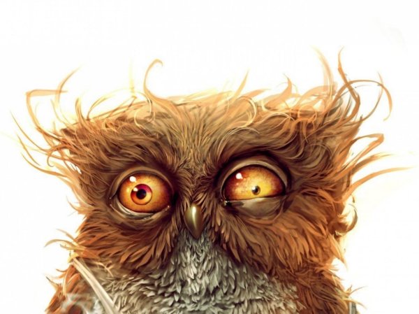 невыспавшийся кот