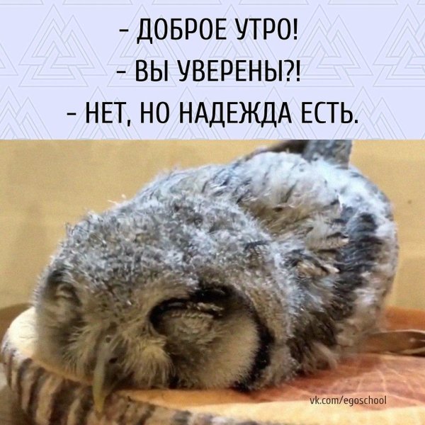 спящие совята