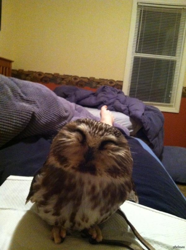 милые совята