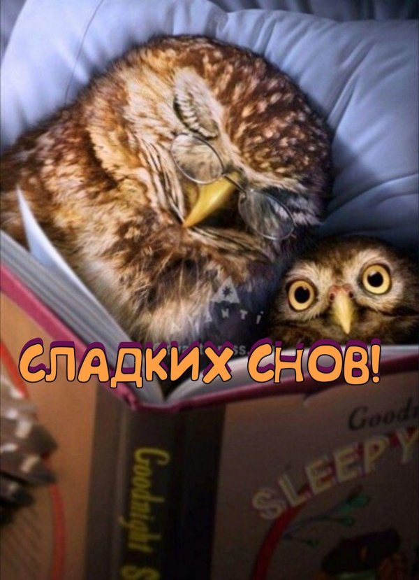 спящие совята