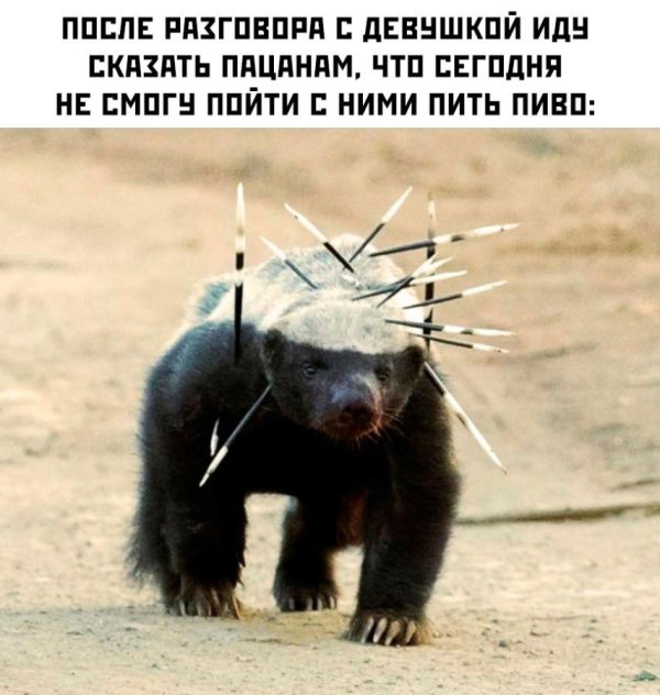 игла дикобраза