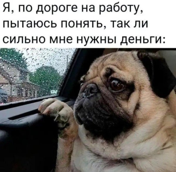 собака мопс