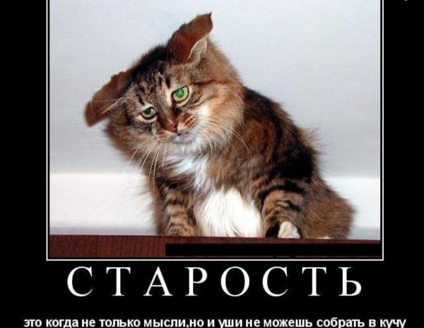 кот понедельник