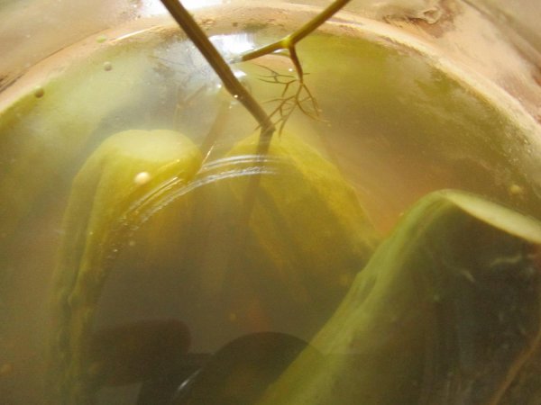 консервирование огурцов